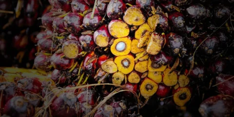 Pelatihan RSPO & ISPO