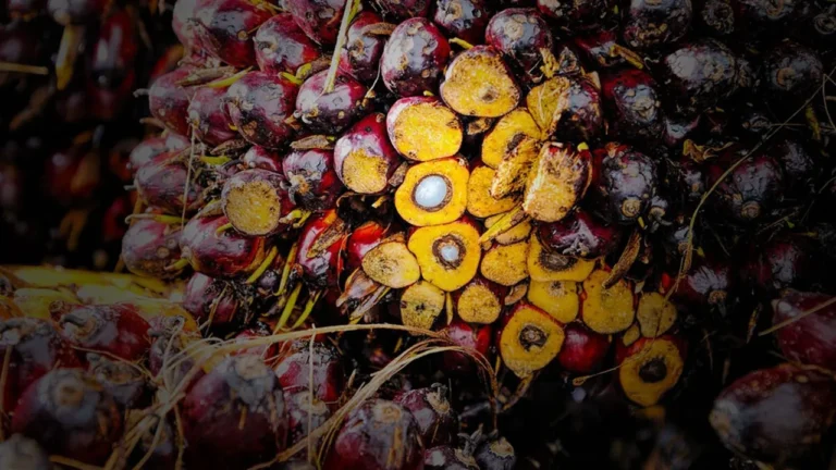Pelatihan RSPO & ISPO