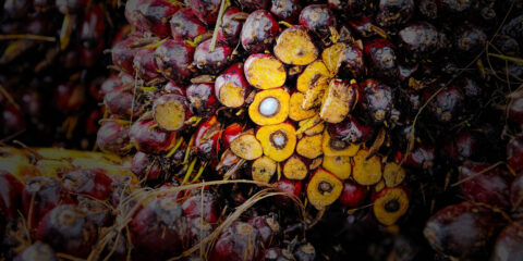 Pelatihan RSPO & ISPO