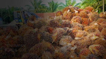 Penerapan RSPO dan ISPO